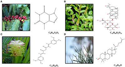 Natural Plant Compounds: Does Caffeine, Dipotassium Glycyrrhizinate, Curcumin, and Euphol Play Roles as Antitumoral Compounds in Glioblastoma Cell Lines?